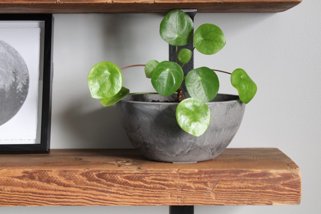 A close up picture of a succulent on a floating wooden shelf.